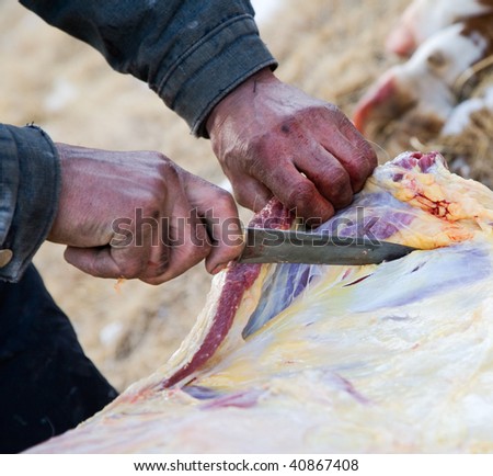 Shepherds cut up the carcass of a cow camp