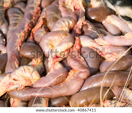Background of cow intestines