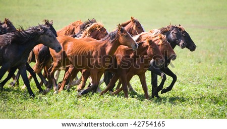 A herd of young horses running very quickly