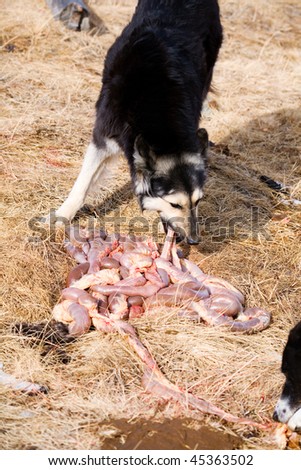 A hungry dog eats cow intestines