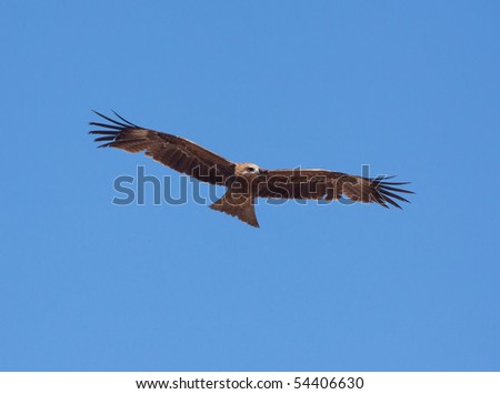 Predatory bird soaring in the blue sky, watching for its prey