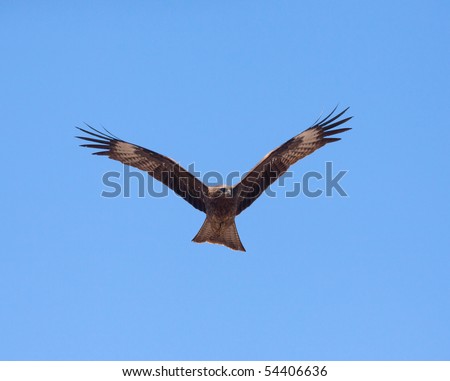 Predatory bird soaring in the blue sky, watching for its prey