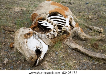 Dead animals in the arid steppe