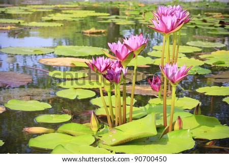 Lotus, pink lotus leaf.