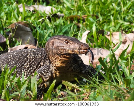 Giant lizard reptile found a bird\'s egg, flicking it\'s tongue in and out for a delicious meal