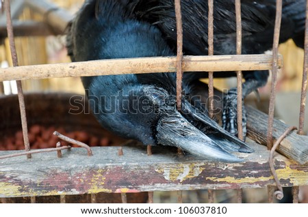 A blind crow is seeking its freedom. It is in bad condition and trying to break free by biting the wire cage over and over again.