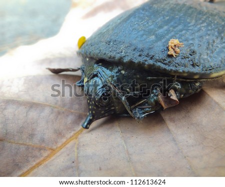 Soft-shelled turtle on dry leaf. See how small it is.