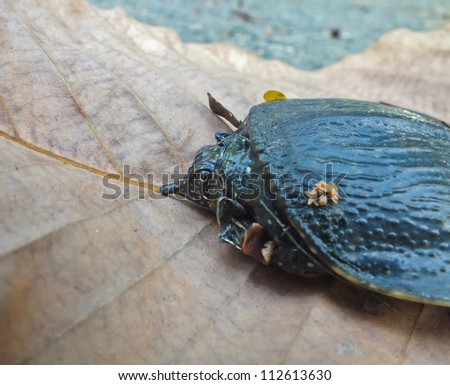 Soft-shelled turtle on dry leaf. See how small it is.