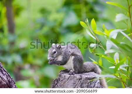 Cute Asian grey squirrel eating a nut on the top of tree trunk in the wood