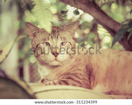 Cute fat snowy cat is looking and focusing something in the green nature surroundings in vintage retro color. Focus on cat eyes.