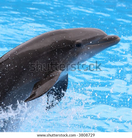 First plane of an acrobat dolphin jumping