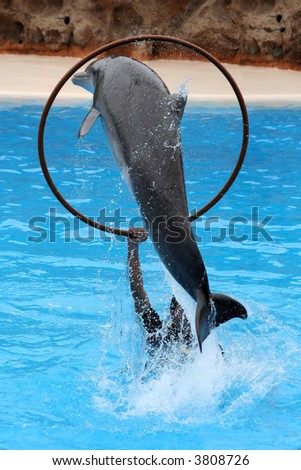 Acrobat dolphin jumping between a hoop