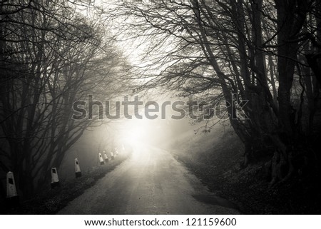path through a dark forest