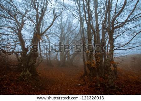 forest picture with trees and fog