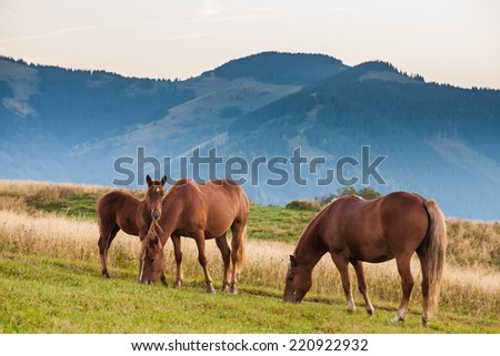 Mountain landscape with grazing horses, Ukraine,  animals