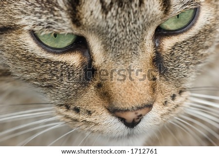Close of cat's face with green eyes and limited depth of field. Focus os on cat's right eye
