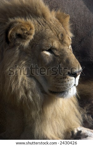 Young male lion sitting and gazing towards a setting sun.