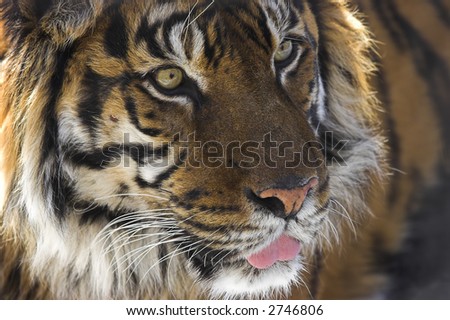 Close up of a tigers face sticking its tongue out.