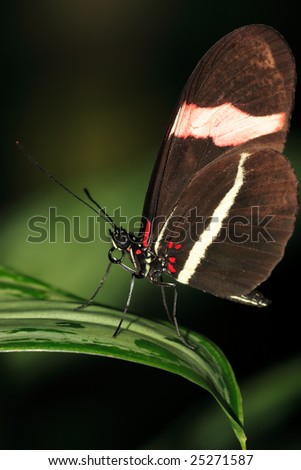 Brown, white and red butterfly on a wide leaf.
