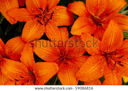Close up of blooming orange lilies with water drops