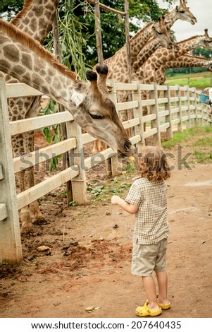 Little boy feeding a giraffe at the zoo at the day time.