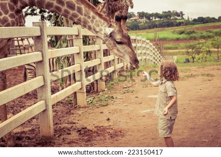Little boy feeding a giraffe at the zoo at the day time.