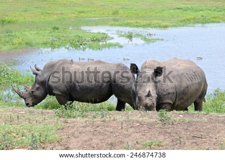 Two Rhinos, one with the horn poached