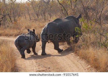 Mother and bay Rhino
