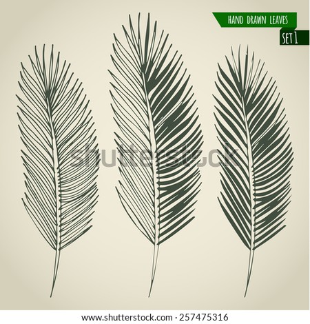 Set Of Hand Drawn Tropical Palm Leaves. Vector Illustration