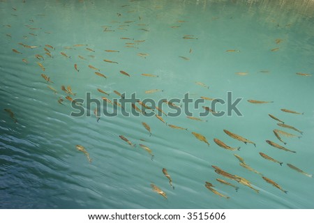 Fishes at the Plitvice Lakes