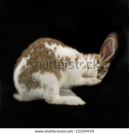 Bunny Covering Eyes
