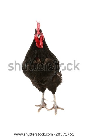 Jersey giant black rooster isolated on white