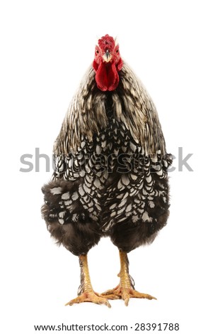 Silver laced wyandotte rooster isolated on white