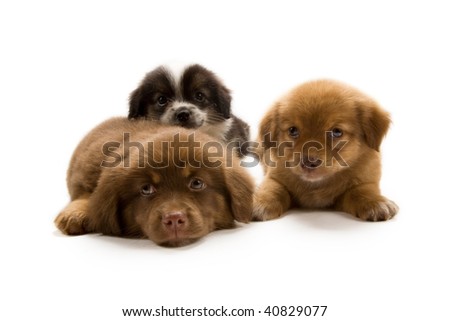 Background Images Of Puppies. hot wallpaper cute puppies and