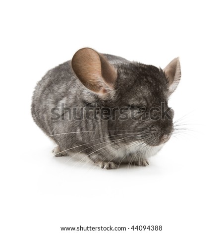 Adorable Chinchilla