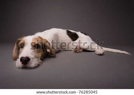 Cute dog on a grey background