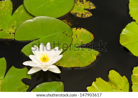 White lotus amidst lotus leaf in a pond, a lotus on the left side of the frame.