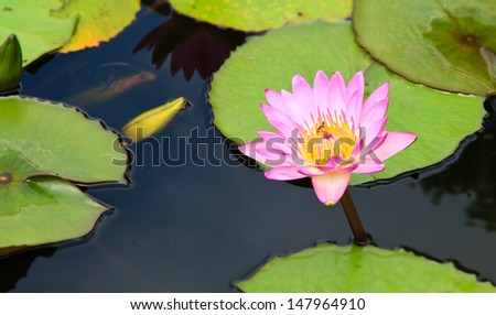 Pink lotus flower blooming in the lake with the flower floating above the water, and bees sucking nectar from pollen.