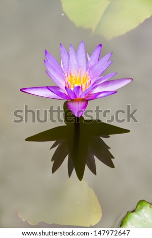 Purple lotus flowers floating in water alone, which is a reflection.
