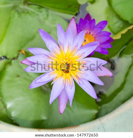 Bird's eye view of two Purple lotus flowers floating in the tub, which has two bees perched.