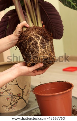 The housewife transplants a plant at home