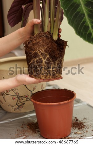 The woman transplants a plant at home