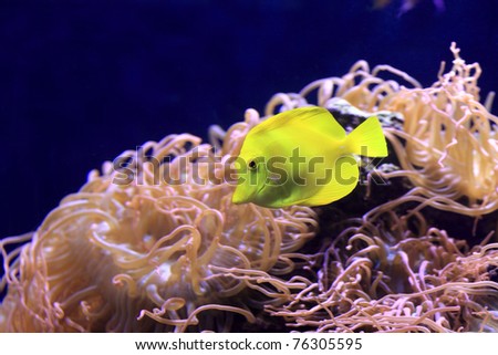 The yellow tang is a saltwater fish species of the family Acanthuridae