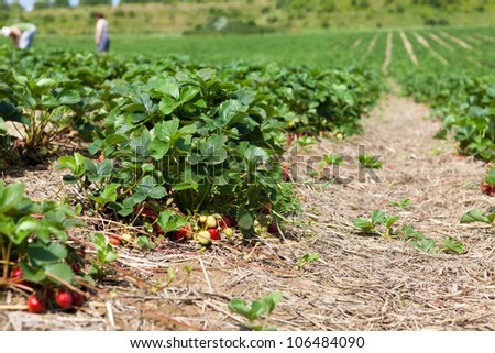Large strawberry field with many delicious and sweet strawberries