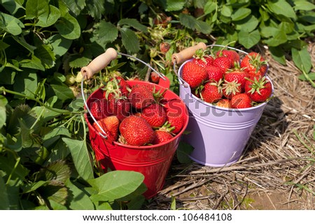 Self picked fresh strawberries in two buckets on a strawberry field