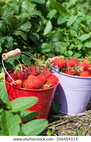 Self picked fresh strawberries in two buckets on a strawberry field