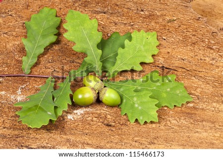 Autumn background with green acorn fruits, green oak tree leaves on barks background