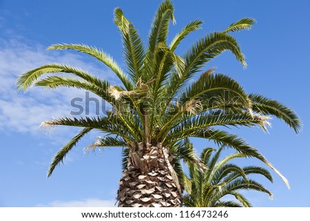 Two large palm trees with beautiful green palm fronds in front of a blue sky