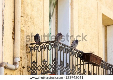 Pigeons sit on a balcony railing on a medieval house in Gruissan, southern france