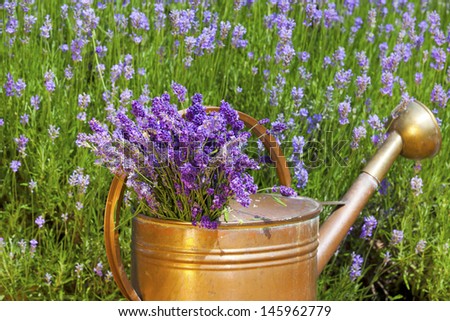 Freshly harvested lavender is in an old copper watering can in front of a lavender field in summer
